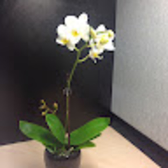 Meet your Posher, Ann - Picture 1 of 1